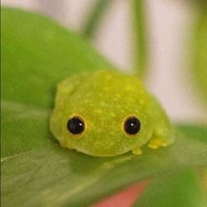 Meet your Posher, Abigail